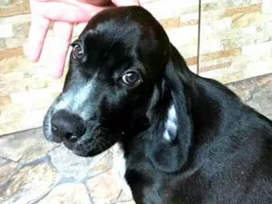 Cachorro raça Cocker ( mestiço) idade 2 a 6 meses nome Pingo 