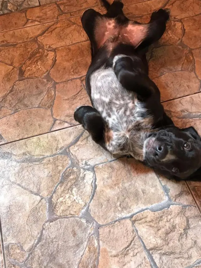 Cachorro ra a Cocker ( mestiço) idade 2 a 6 meses nome Pingo 