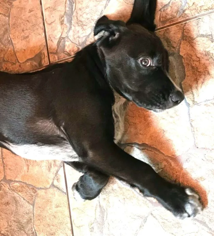 Cachorro ra a Cocker ( mestiço) idade 2 a 6 meses nome Pingo 
