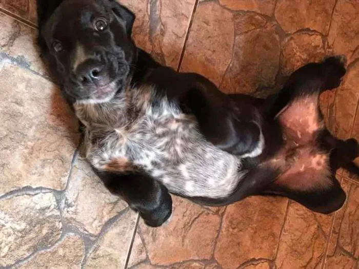 Cachorro ra a Cocker ( mestiço) idade 2 a 6 meses nome Pingo 