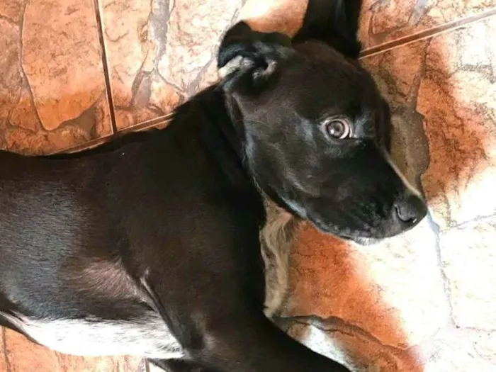 Cachorro ra a Cocker ( mestiço) idade 2 a 6 meses nome Pingo 