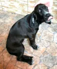 Pingo 