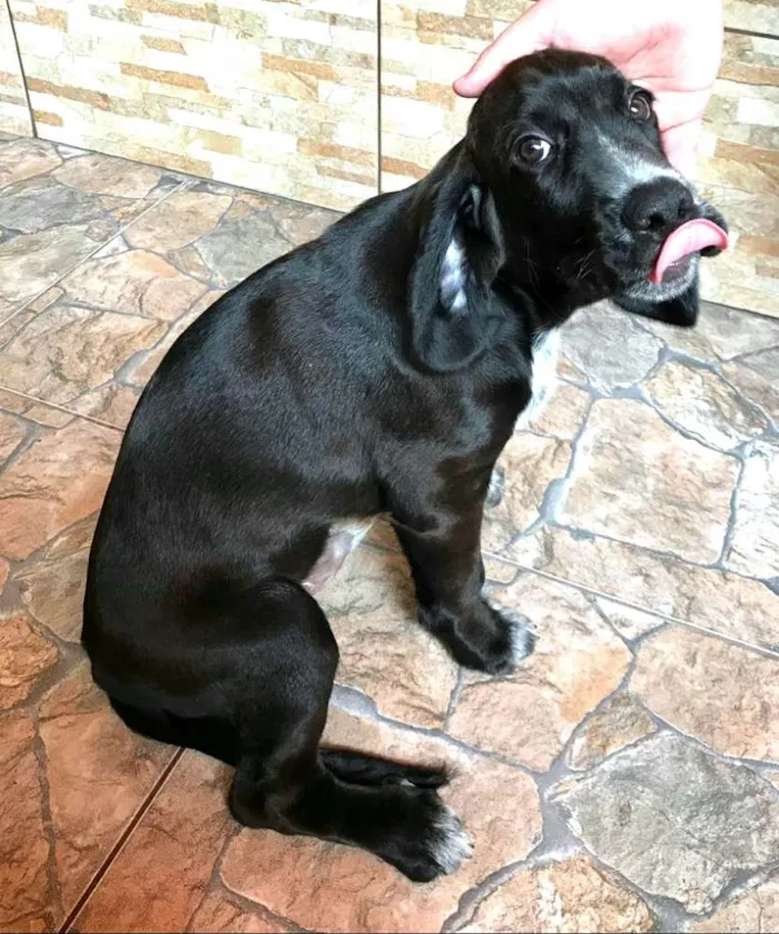 Cachorro ra a Cocker ( mestiço) idade 2 a 6 meses nome Pingo 