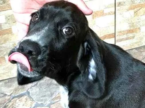Cachorro ra a Cocker ( mestiço) idade 2 a 6 meses nome Pingo 