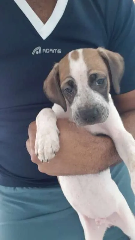 Cachorro raça SRD idade 2 a 6 meses nome Macho de 2 1/2 meses