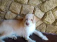 Alemão