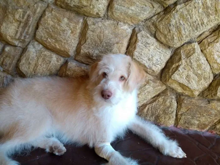 Cachorro raça Pelo de arame idade 1 ano nome Alemão