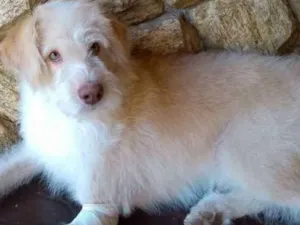 Cachorro raça Pelo de arame idade 1 ano nome Alemão