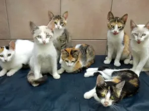 Gato raça  idade 2 a 6 meses nome Filhotes