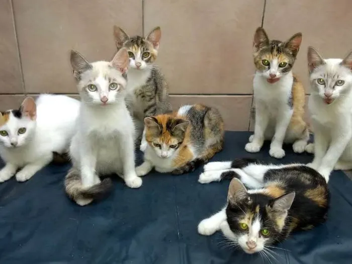Gato raça  idade 2 a 6 meses nome Filhotes
