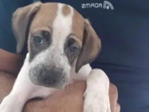 Cachorro raça SRD idade 2 a 6 meses nome Macho de 2 1/2 meses
