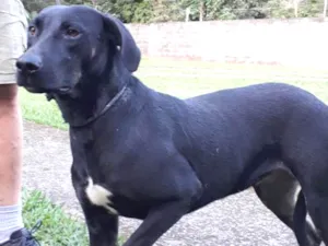 Cachorro raça SRD idade 1 ano nome Diana