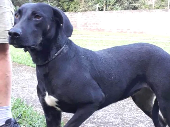 Cachorro ra a SRD idade 1 ano nome Diana