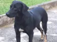 Diana