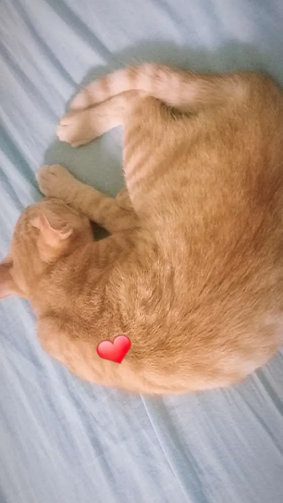 Gato raça vira-lata idade 2 a 6 meses nome Ambos sem nome
