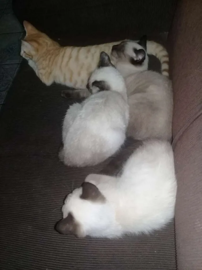 Gato raça vira-lata idade 2 a 6 meses nome Ambos sem nome
