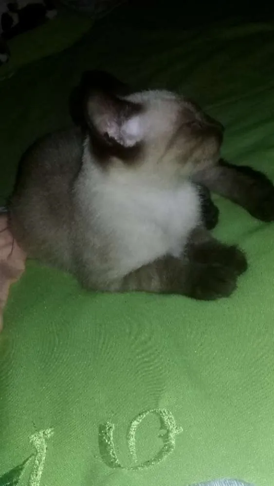 Gato raça vira-lata idade 2 a 6 meses nome Ambos sem nome