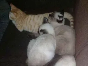 Gato raça vira-lata idade 2 a 6 meses nome Ambos sem nome