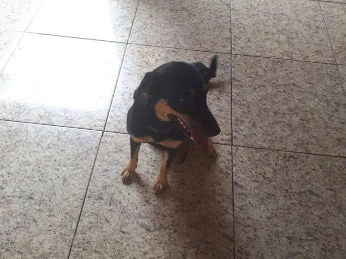 Cachorro ra a Vira lata idade 1 ano nome Pink