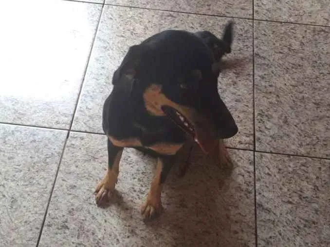 Cachorro ra a Vira lata idade 1 ano nome Pink