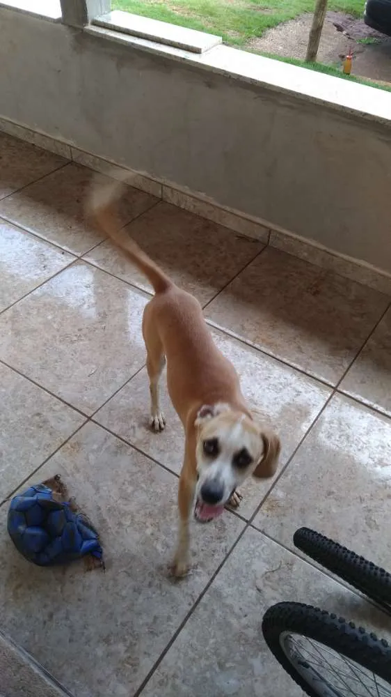 Cachorro raça Vira lata  idade 7 a 11 meses nome Thor