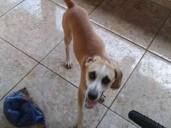 Cachorro raça Vira lata  idade 7 a 11 meses nome Thor
