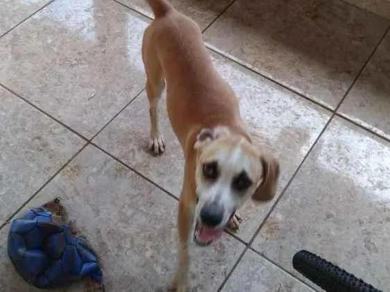 Cachorro raça Vira lata  idade 7 a 11 meses nome Thor