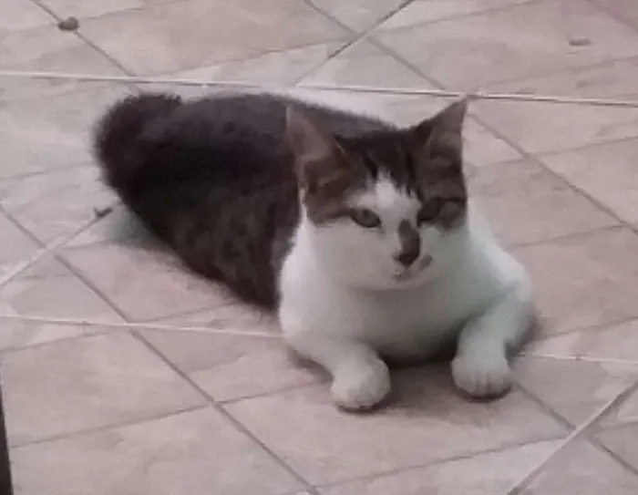 Gato ra a  idade 7 a 11 meses nome Ayla