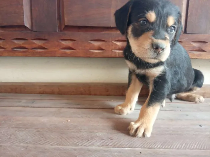 Cachorro raça Mista idade Abaixo de 2 meses nome Vários
