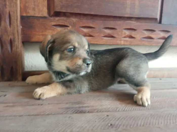 Cachorro raça Mista idade Abaixo de 2 meses nome Vários