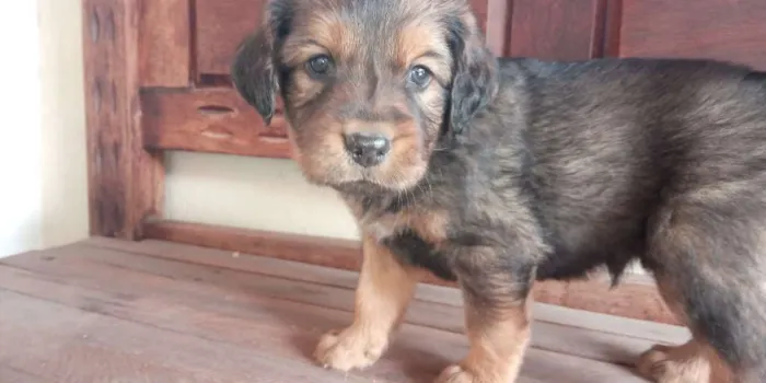 Cachorro raça Mista idade Abaixo de 2 meses nome Vários