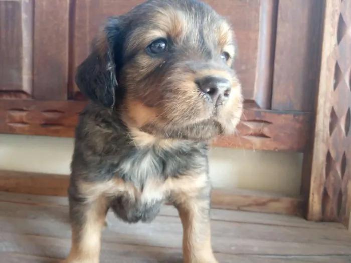Cachorro raça Mista idade Abaixo de 2 meses nome Vários
