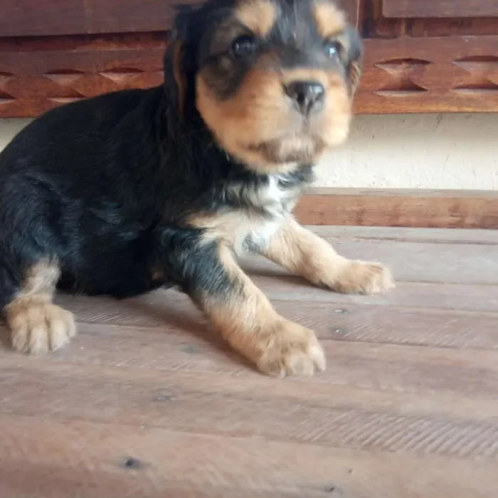 Cachorro raça Mista idade Abaixo de 2 meses nome Vários