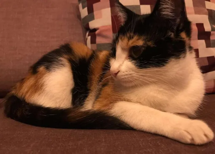 Gato ra a  idade 1 ano nome Lola