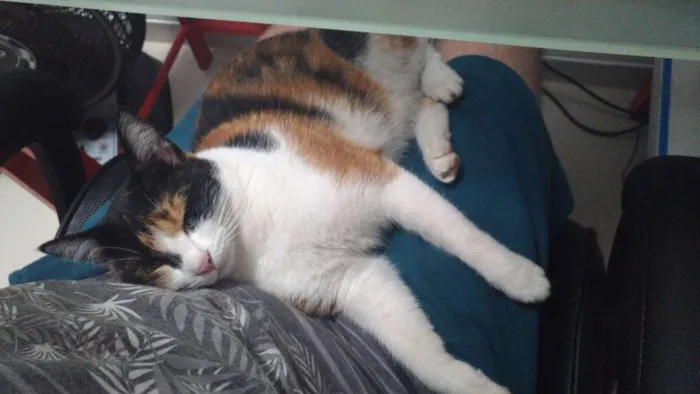 Gato ra a  idade 1 ano nome Lola