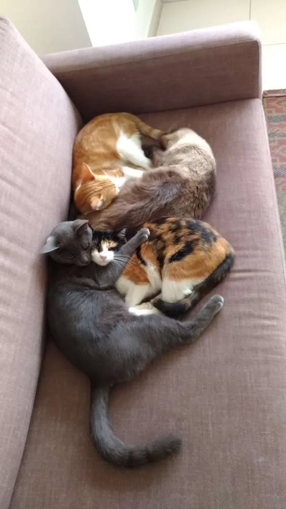 Gato ra a  idade 1 ano nome Lola