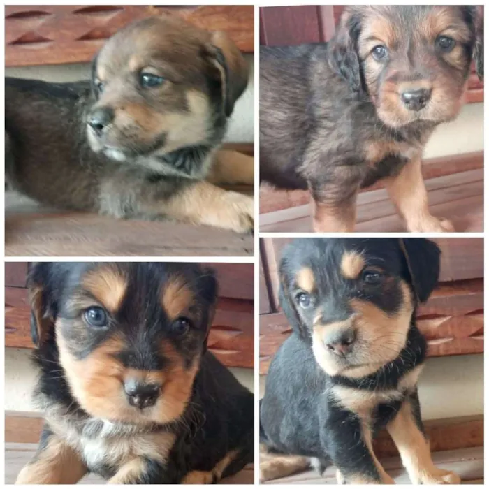 Cachorro raça Mista idade Abaixo de 2 meses nome Vários