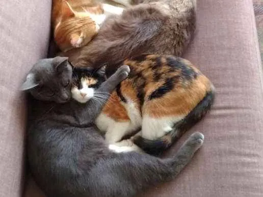 Gato ra a  idade 1 ano nome Lola