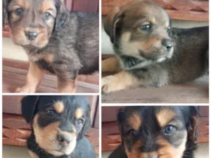 Cachorro raça Mista idade Abaixo de 2 meses nome Vários