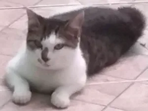 Gato raça  idade 7 a 11 meses nome Ayla