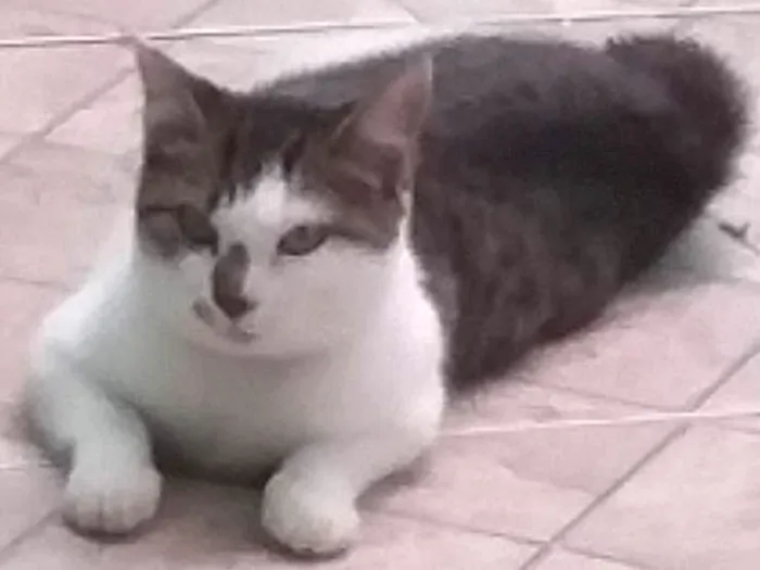 Gato ra a  idade 7 a 11 meses nome Ayla