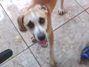 Cachorro raça Vira lata  idade 7 a 11 meses nome Thor