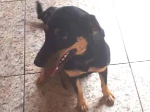 Cachorro raça Vira lata idade 1 ano nome Pink