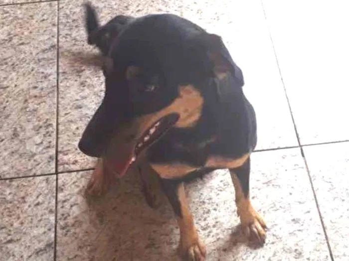 Cachorro ra a Vira lata idade 1 ano nome Pink