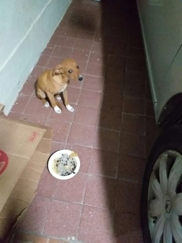 Cachorro ra a Srd idade 2 a 6 meses nome Marron
