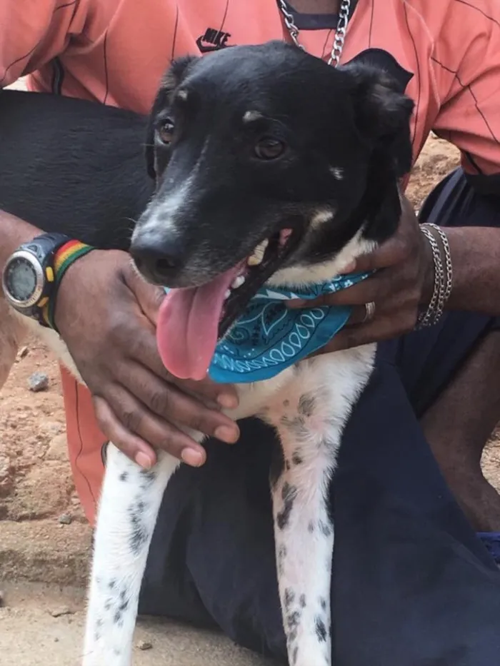 Cachorro ra a SRD idade 2 anos nome Biel