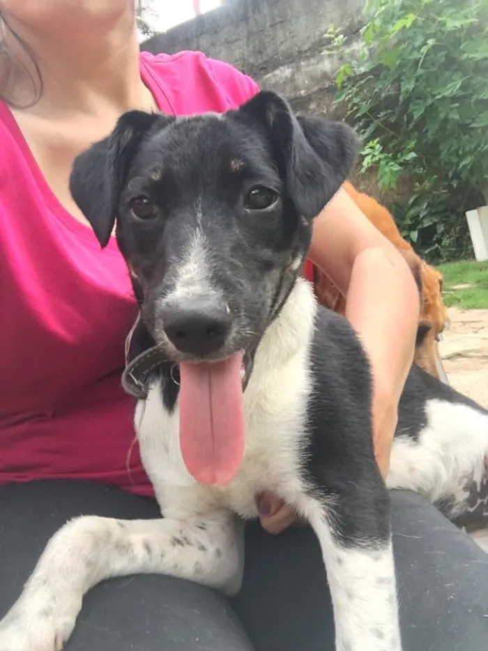 Cachorro ra a SRD idade 2 anos nome Biel