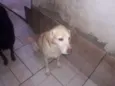 ALFREDO