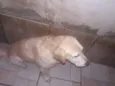 ALFREDO