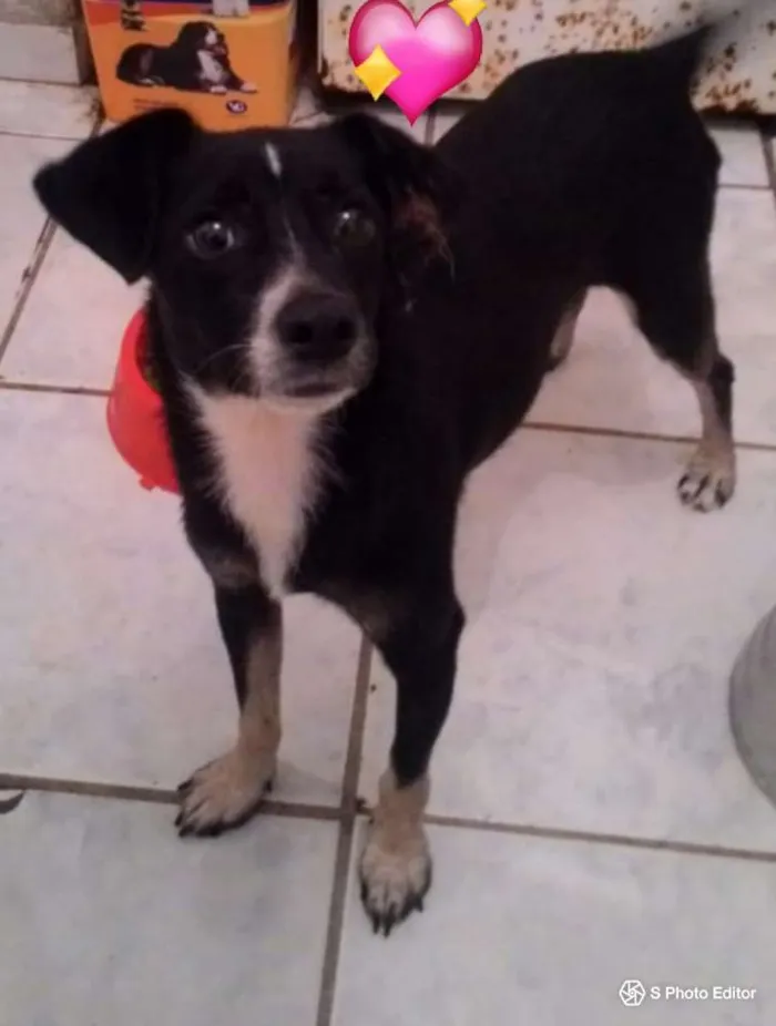 Cachorro raça SRD idade 1 ano nome NINO